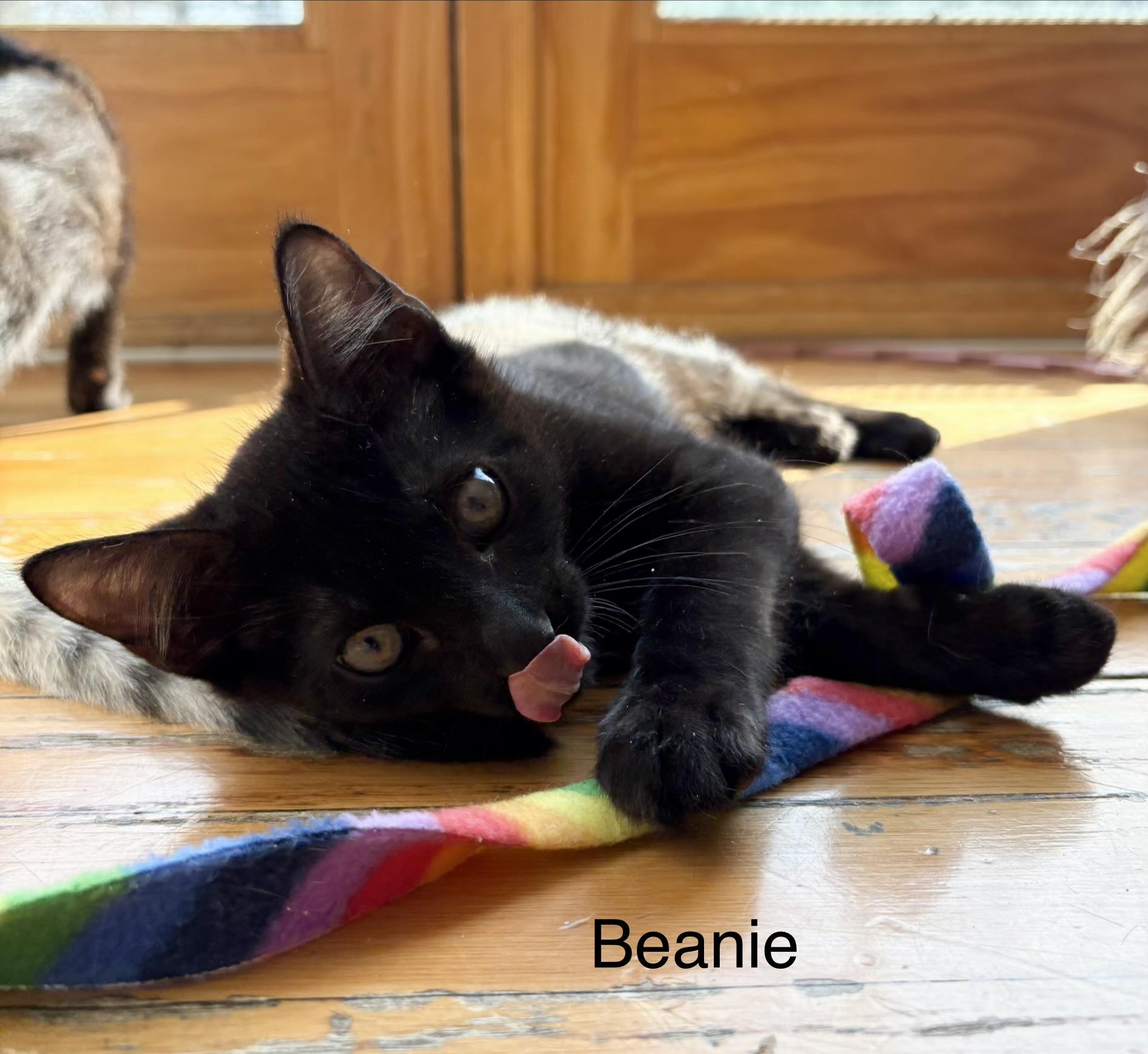 Beanie (to be adopted with litter mate), ADOPTABLE, Kitten Male Domestic Short Hair.