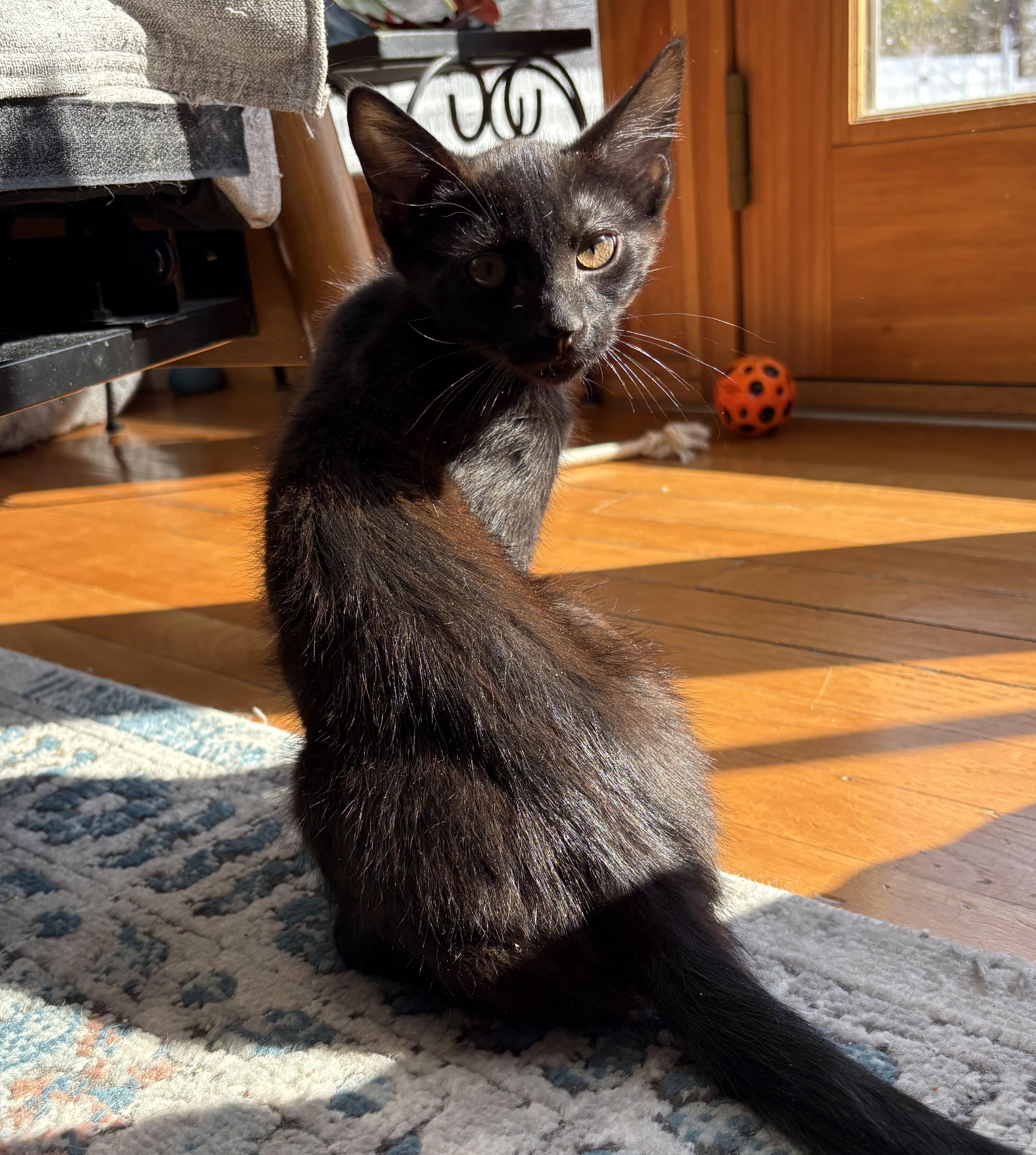 Enlarge Beanie, a ADOPTABLE Domestic Short Hair in Roslyn Heights, NY image 2/2