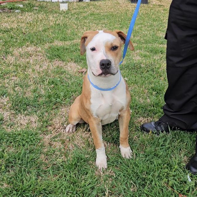 Enlarge HARVEY, a Adoptable mixed breed in Wylie, TX image 1/1