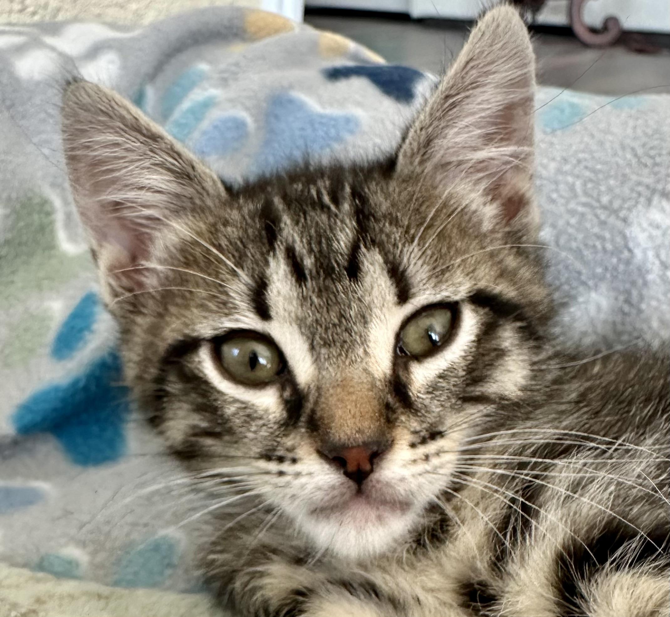 Artimus, Adoptable, Kitten Male Domestic Short Hair.