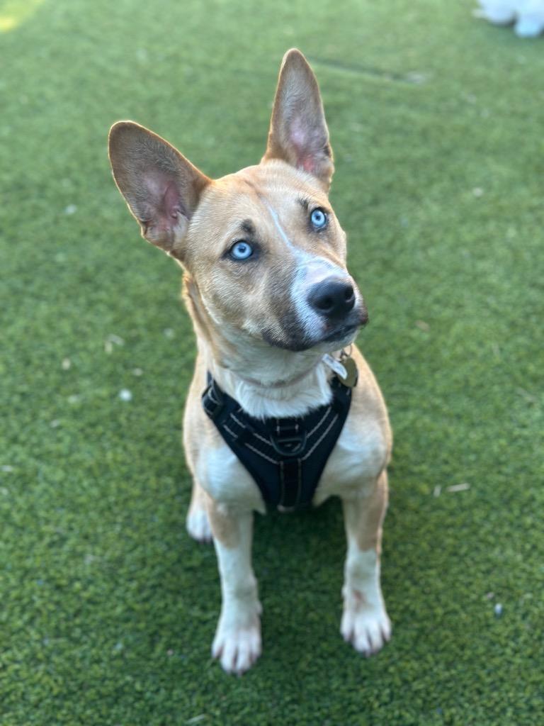 Kerry Carpenter, Adoptable, Puppy Male Shepherd.