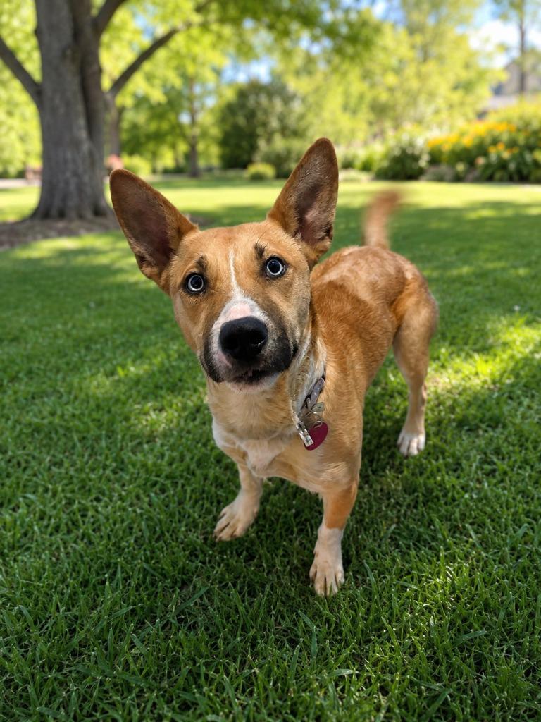 Enlarge Kerry Carpenter, a Adoptable mixed breed in Detroit, MI image 2/6