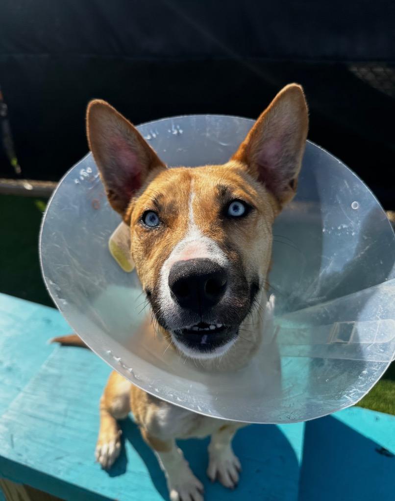 Enlarge Kerry Carpenter, a Adoptable mixed breed in Detroit, MI image 3/6