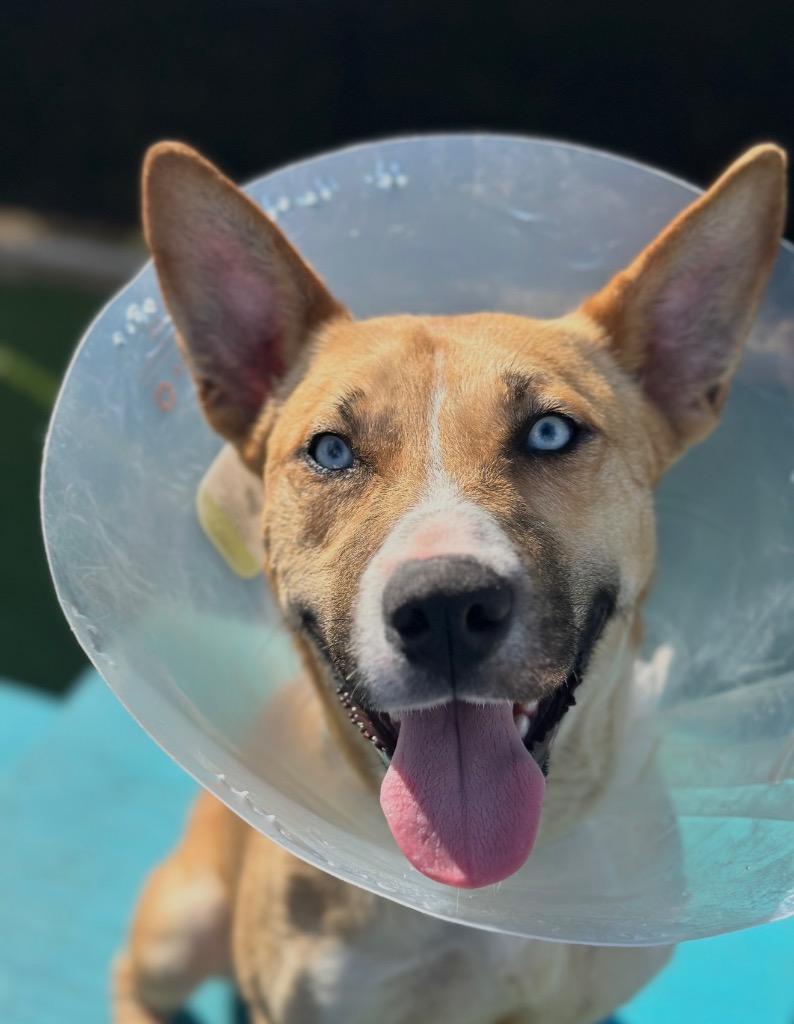 Enlarge Kerry Carpenter, a Adoptable mixed breed in Detroit, MI image 4/6
