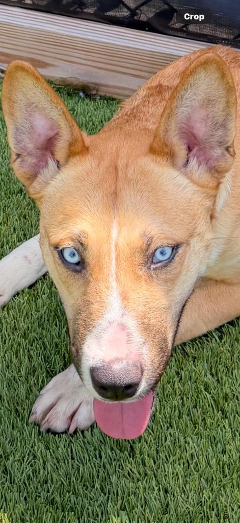 Enlarge Kerry Carpenter, a Adoptable mixed breed in Detroit, MI image 5/6