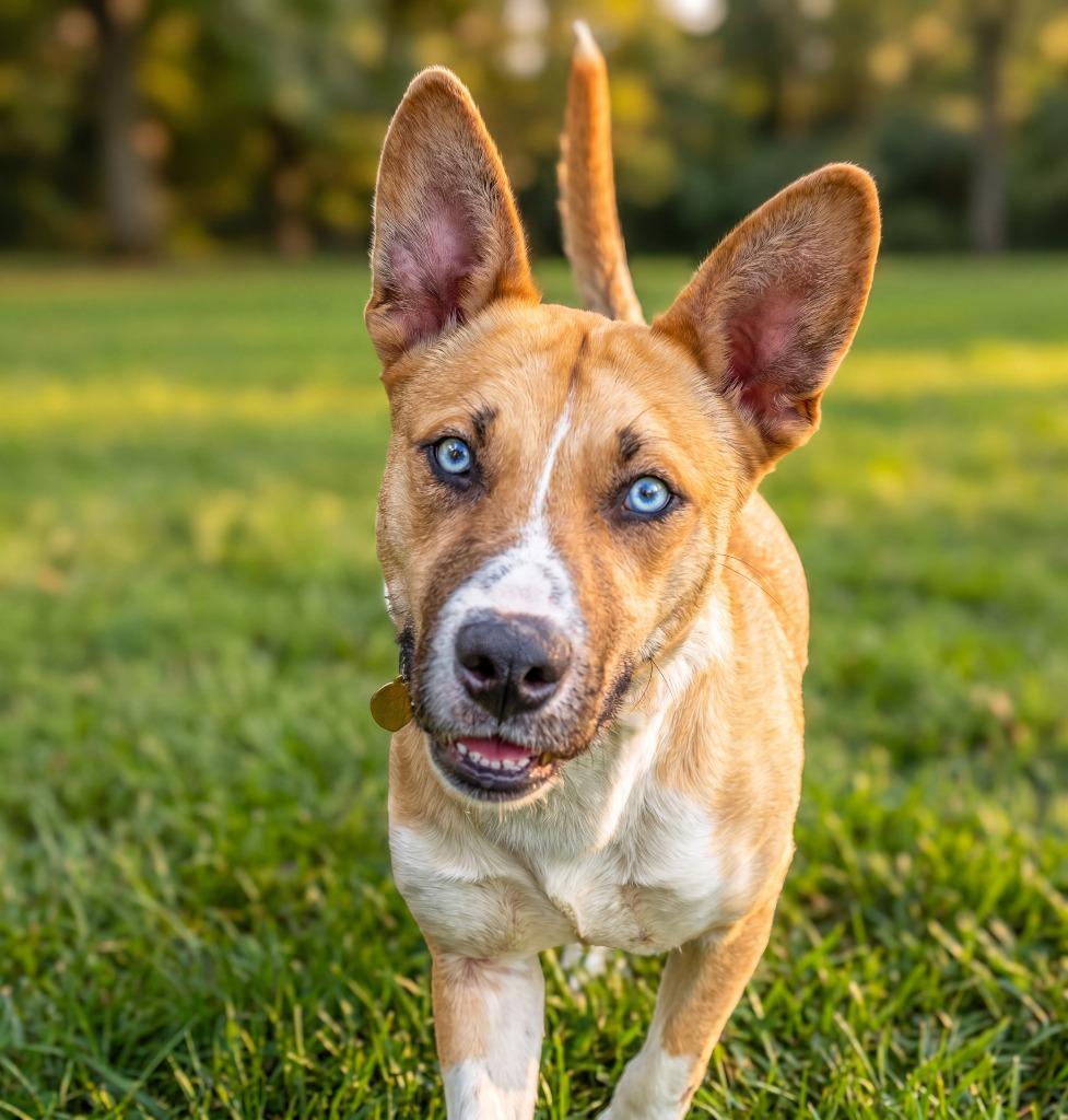Enlarge Kerry Carpenter, a Adoptable mixed breed in Detroit, MI image 6/6