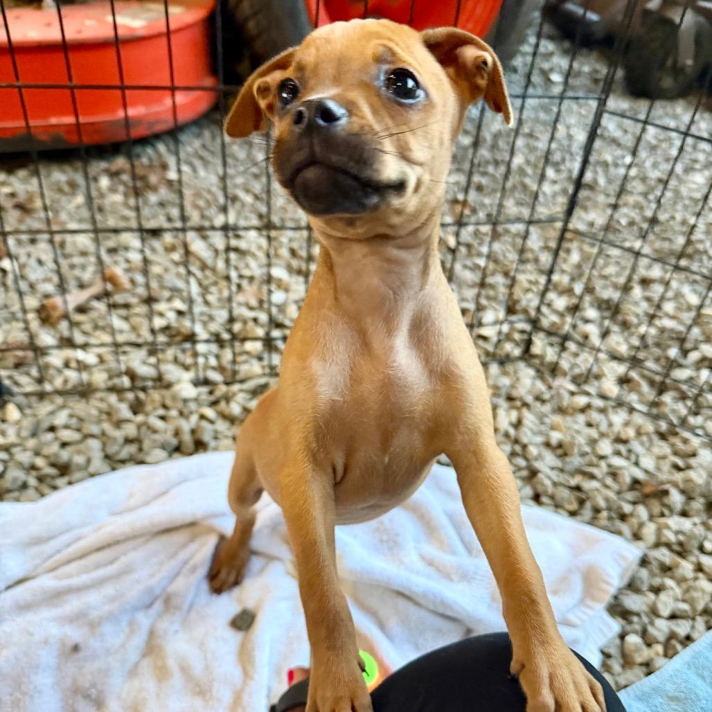 Nessie, Adoptable, Puppy Female Chihuahua & Pug.