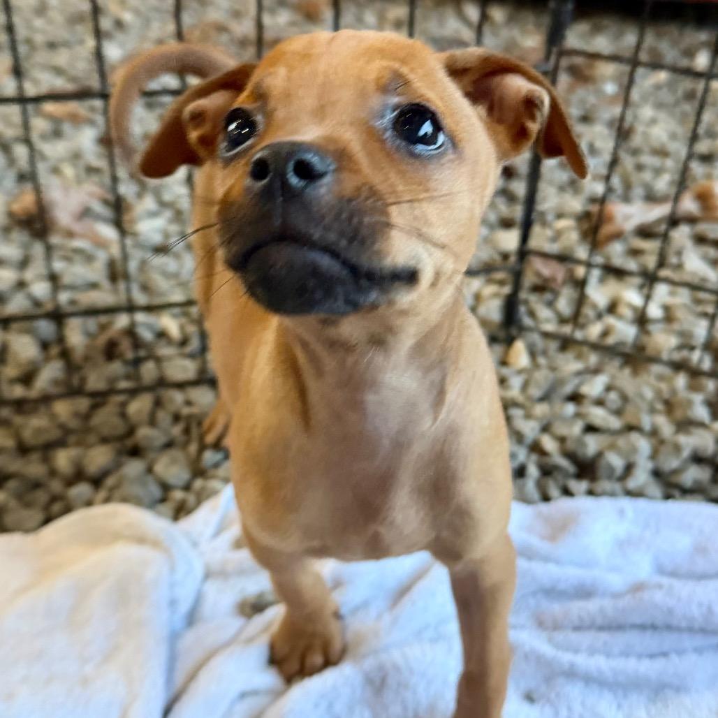 Enlarge Nessie, a Adoptable mixed breed in Opelika, AL image 2/4