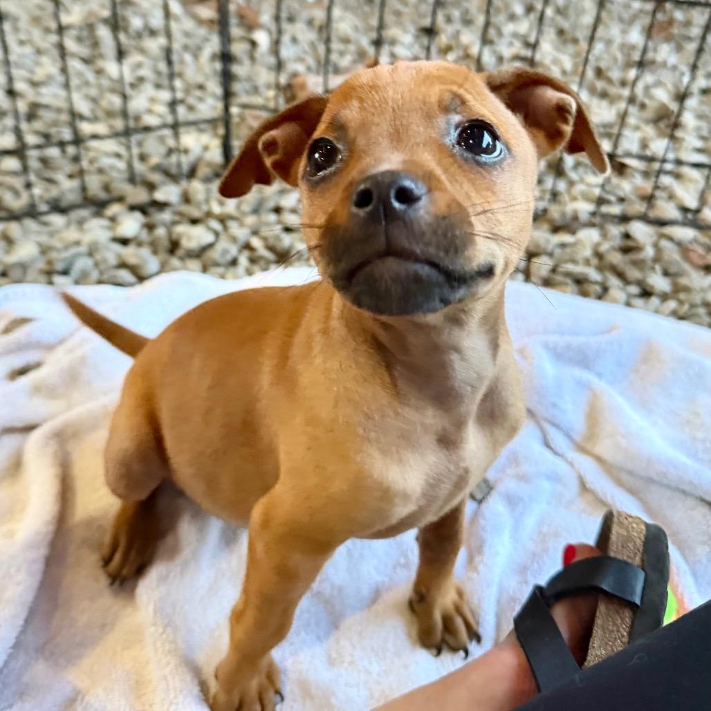 Enlarge Nessie, a Adoptable mixed breed in Opelika, AL image 3/4