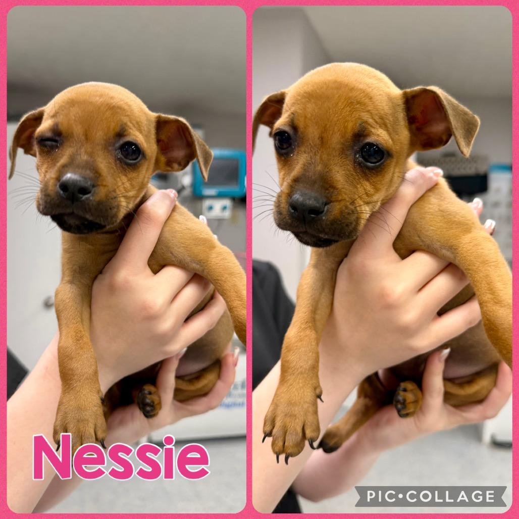 Enlarge Nessie, a Adoptable mixed breed in Opelika, AL image 4/4