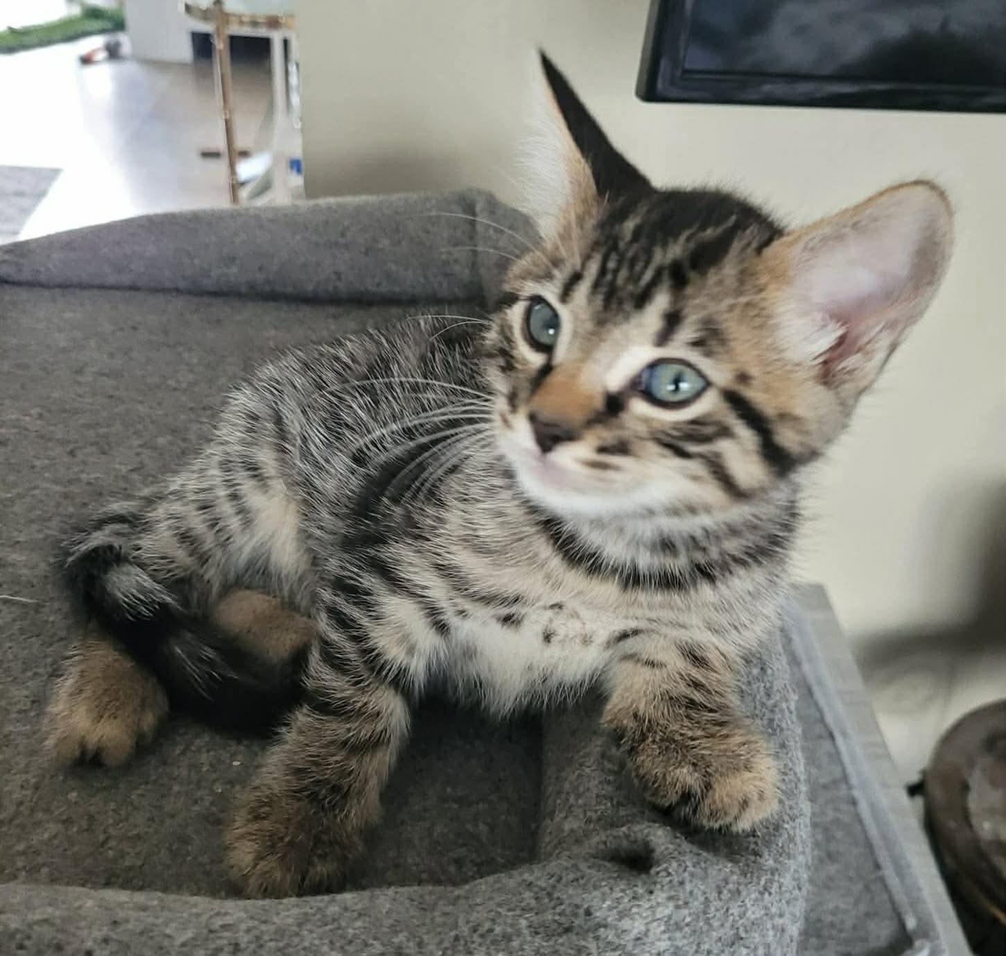 Enlarge Merlin, an adopted Domestic Short Hair in Terrebonne, QC image 1/4