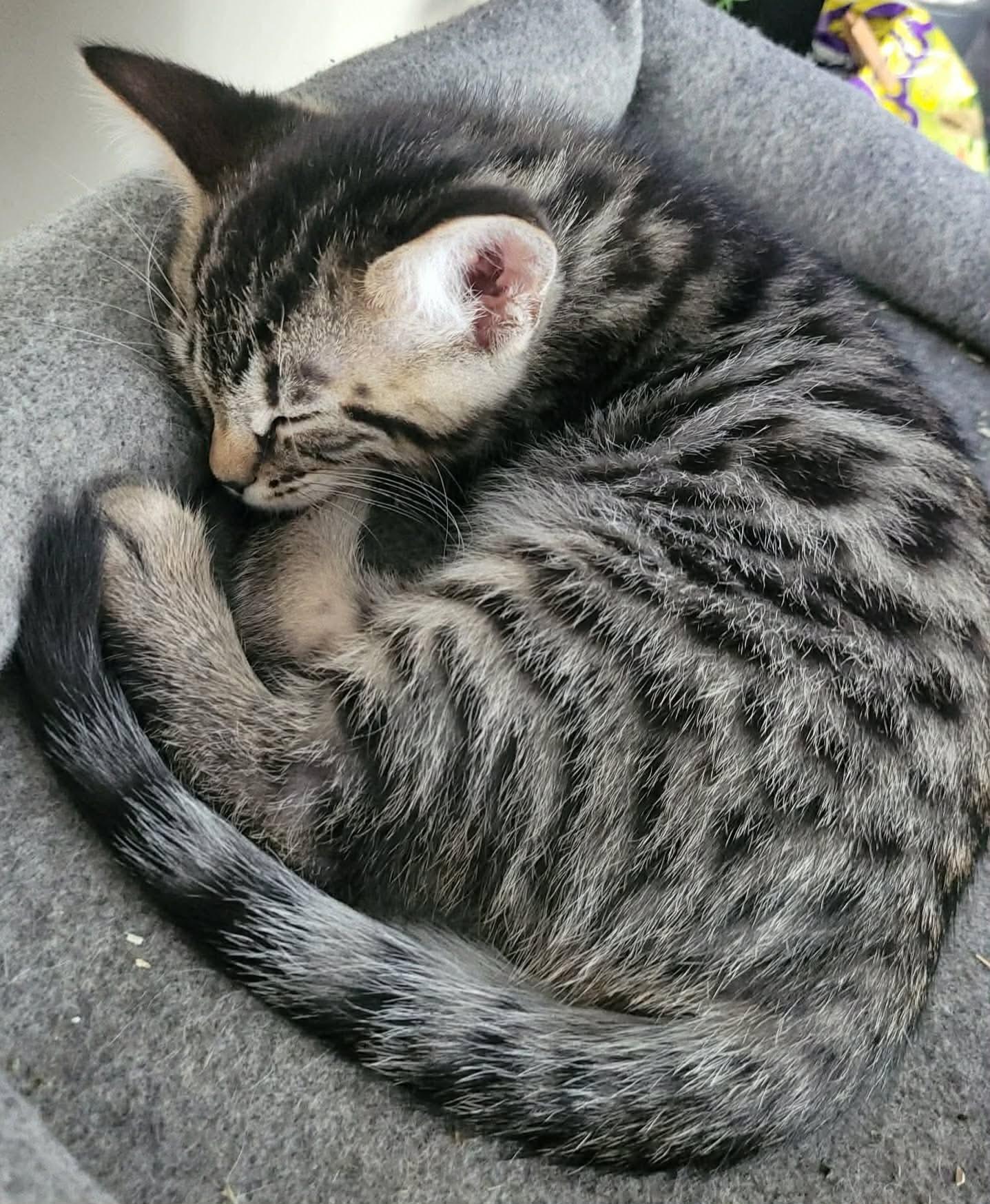 Enlarge Merlin, an adopted Domestic Short Hair in Terrebonne, QC image 4/4