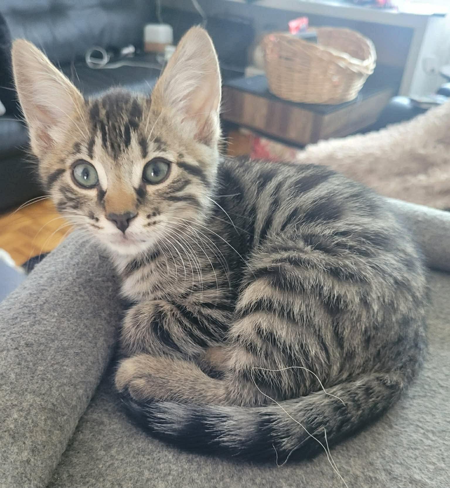 Enlarge Merlin, an adopted Domestic Short Hair in Terrebonne, QC image 2/4