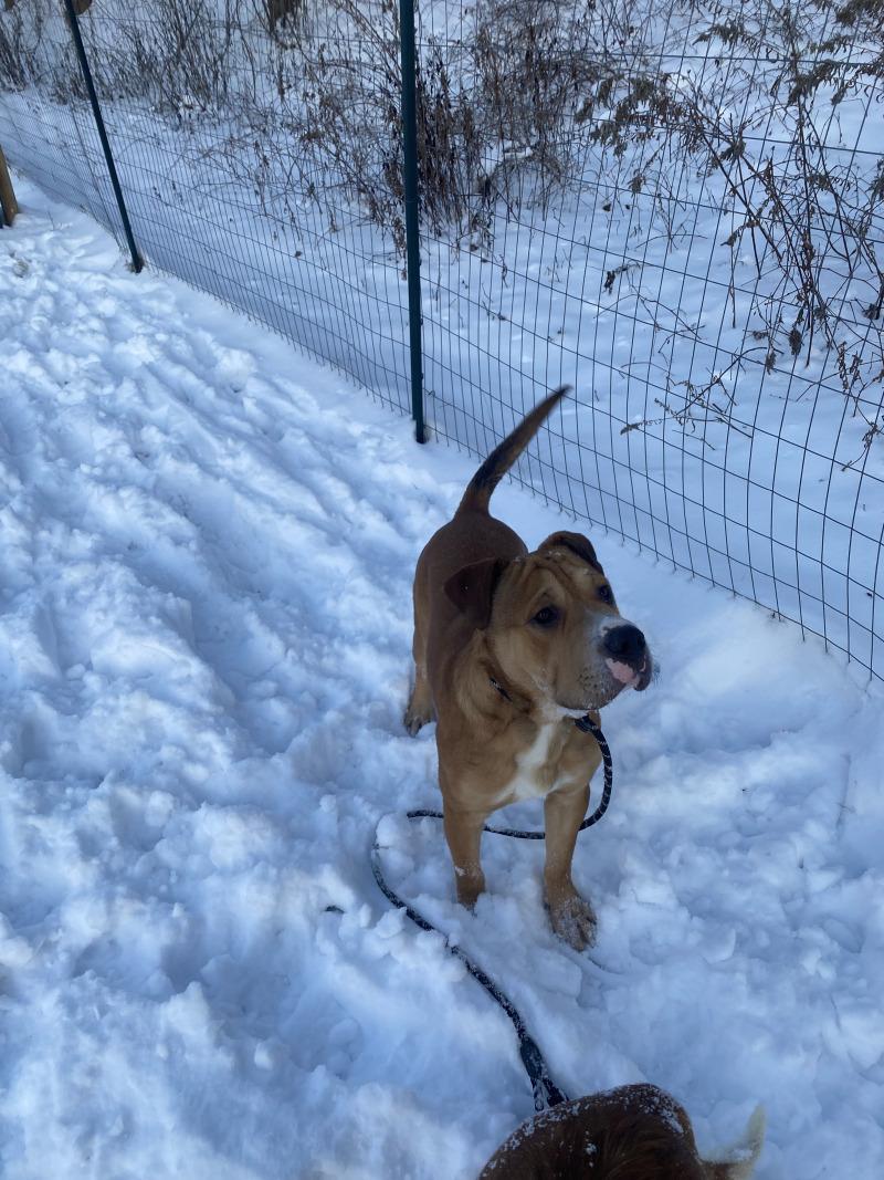 Jojo, a Adoptable Mixed Breed in Cortland, NY image 1/6