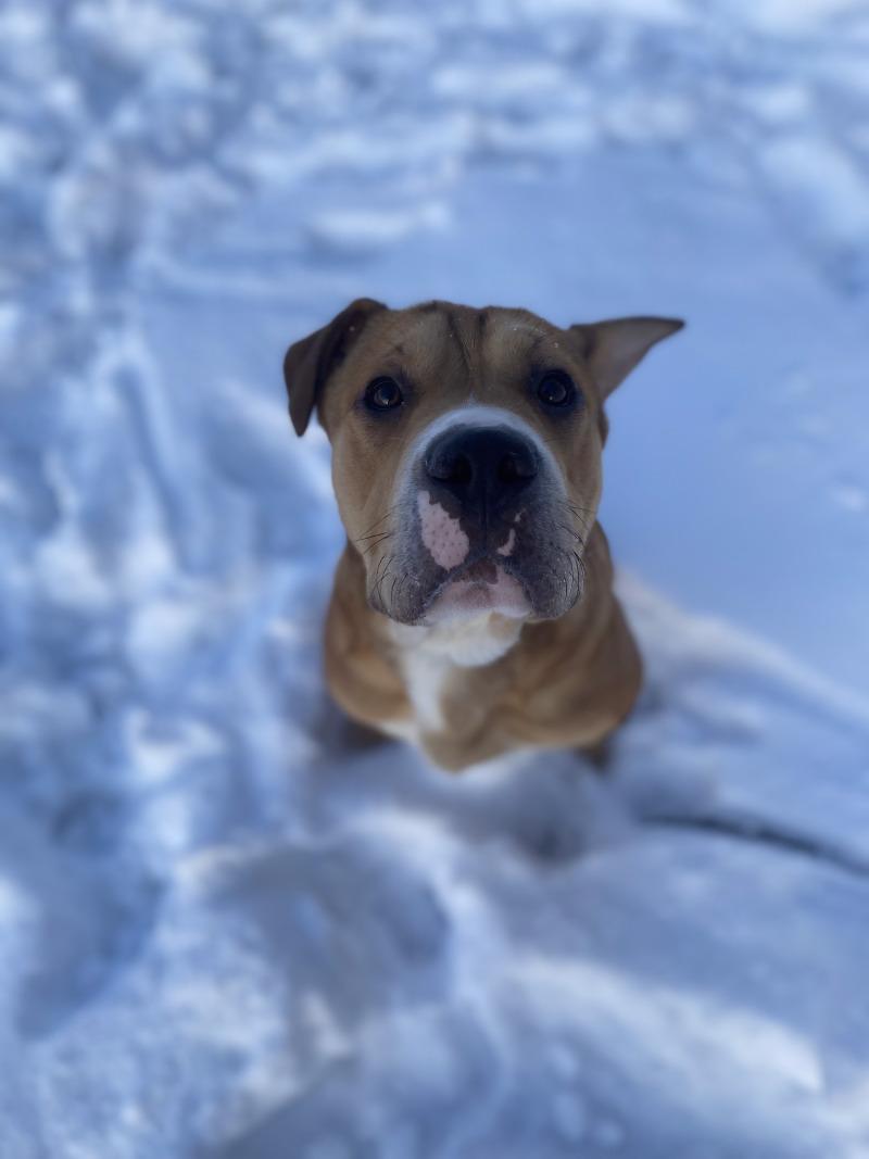 Jojo, a Adoptable Mixed Breed in Cortland, NY image 2/6