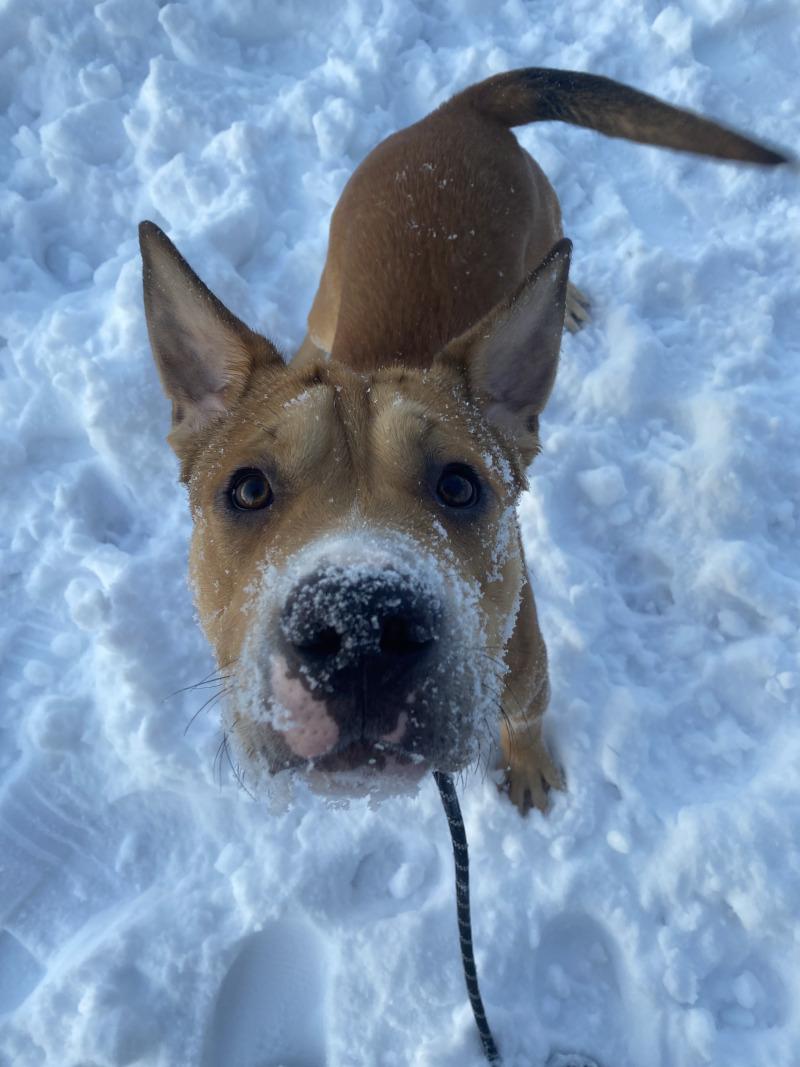 Jojo, a Adoptable Mixed Breed in Cortland, NY image 3/6