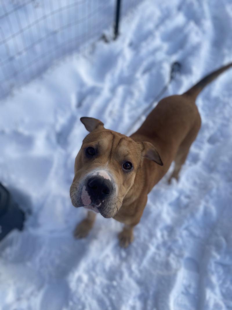 Jojo, a Adoptable Mixed Breed in Cortland, NY image 4/6