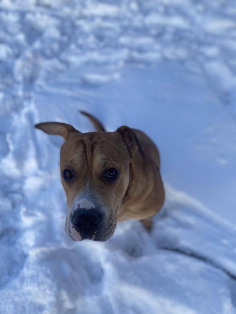 Jojo, a Adoptable Mixed Breed in Cortland, NY image 5/6
