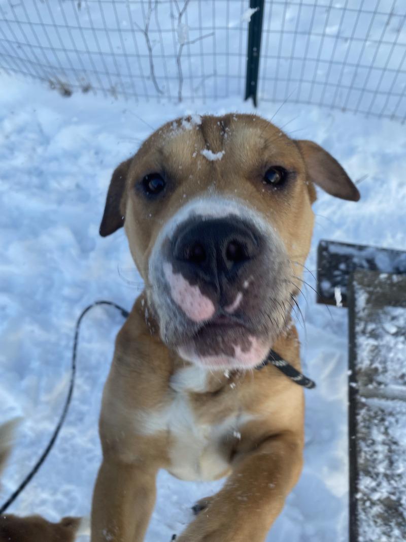 Jojo, a Adoptable Mixed Breed in Cortland, NY image 6/6