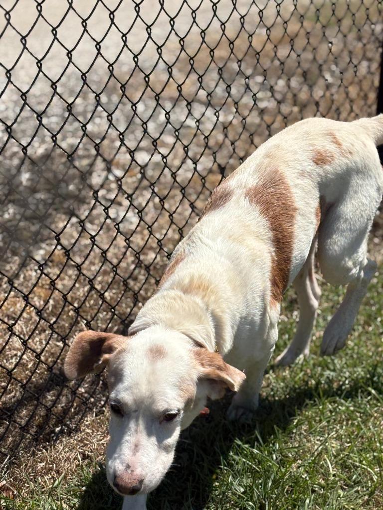 Hunter, a Adoptable Hound in Effingham, SC image 1/2