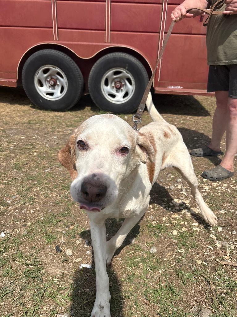 Hunter, a Adoptable Hound in Effingham, SC image 2/2