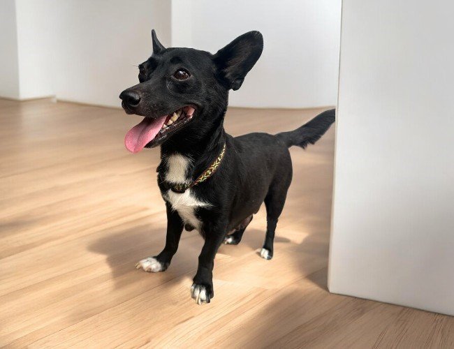 Dog for adoption Apple, a Mixed Breed in Portland, OR Petfinder