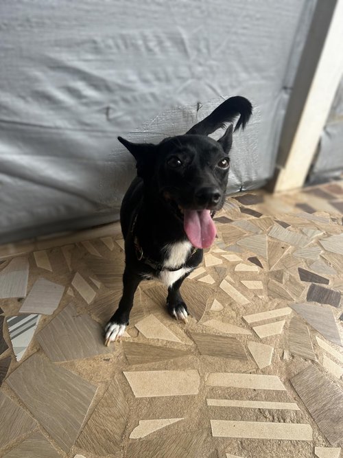 Dog for adoption Apple, a Mixed Breed in Portland, OR Petfinder