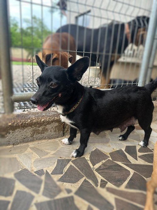 Dog for adoption Apple, a Mixed Breed in Portland, OR Petfinder