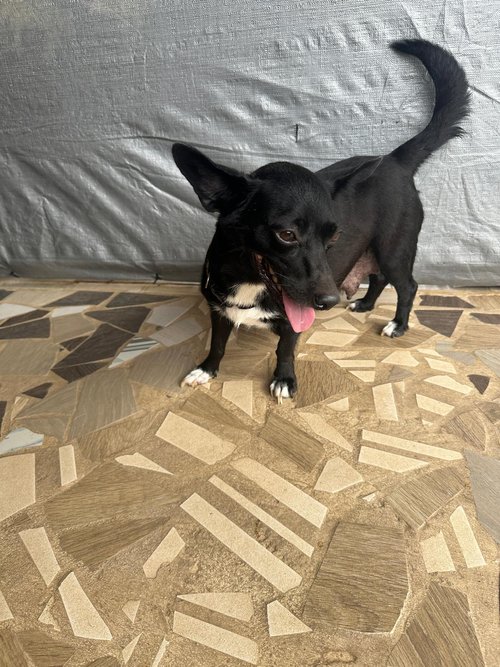 Dog for adoption Apple, a Mixed Breed in Portland, OR Petfinder