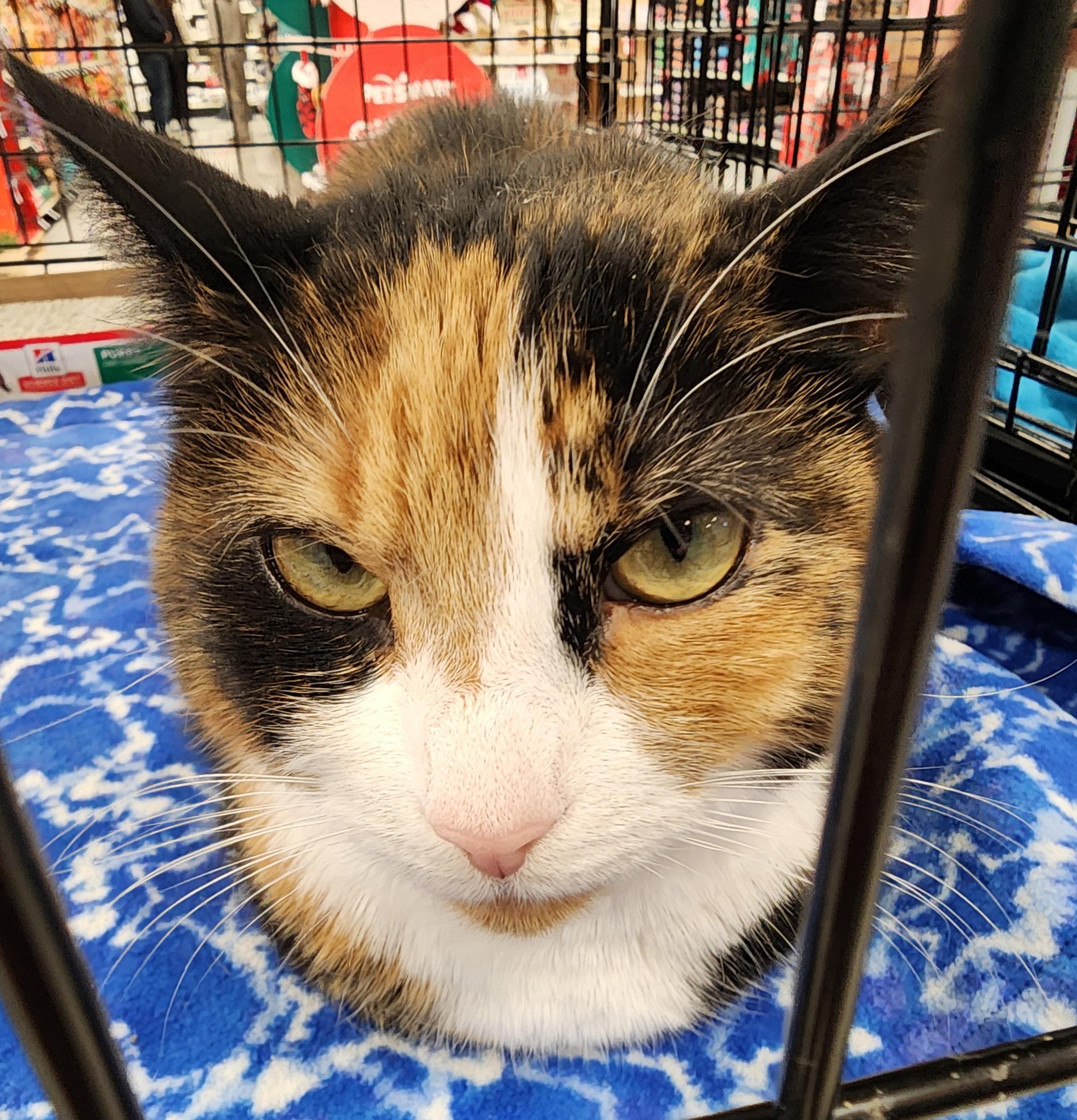 Enlarge Jennifer, a ADOPTABLE mixed breed in Schenectady, NY image 2/2