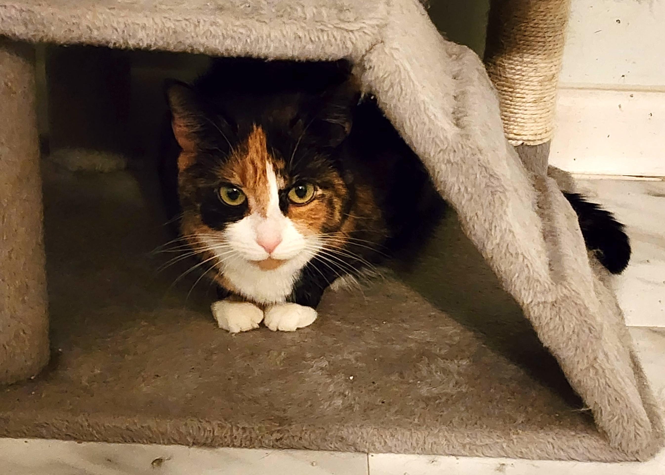 Jennifer, ADOPTABLE, Young Female Domestic Short Hair.