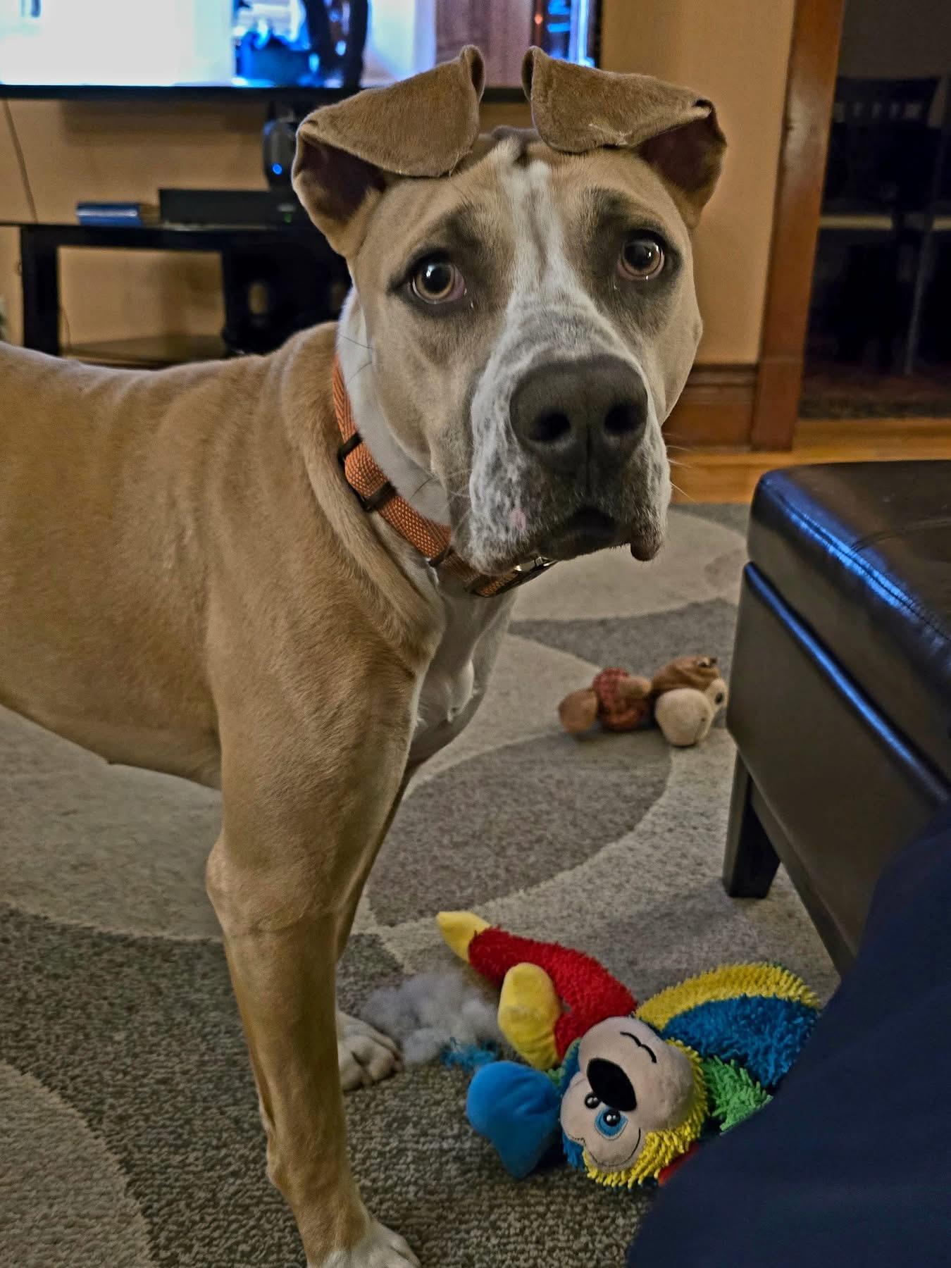 Enlarge Lady, a Adoptable mixed breed in Anabel, MO image 4/5
