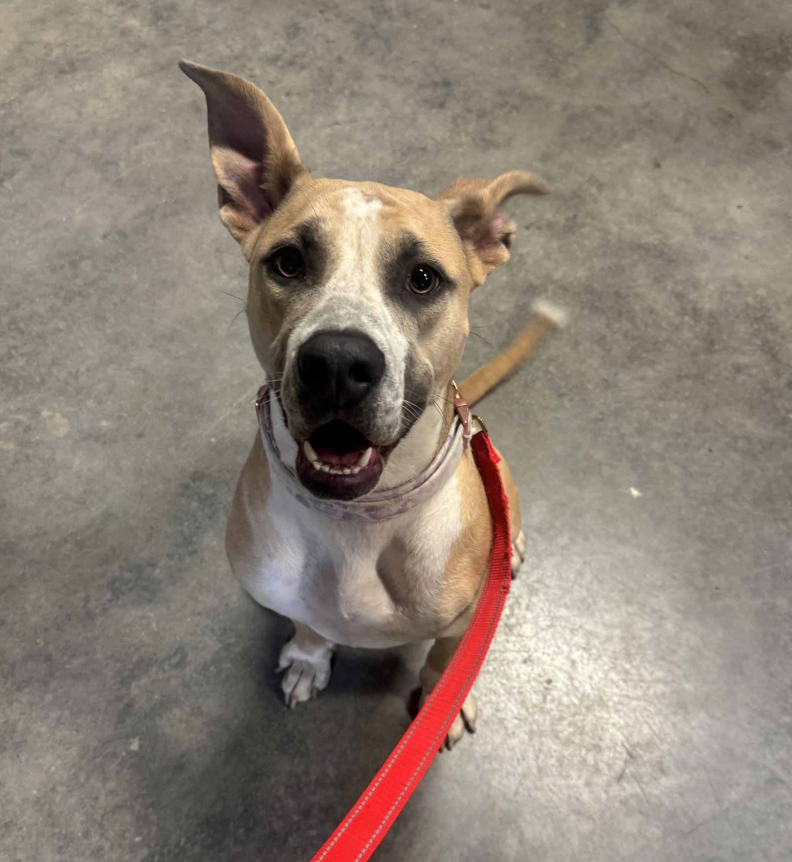 Lady, Adoptable, Young Female Boxer.