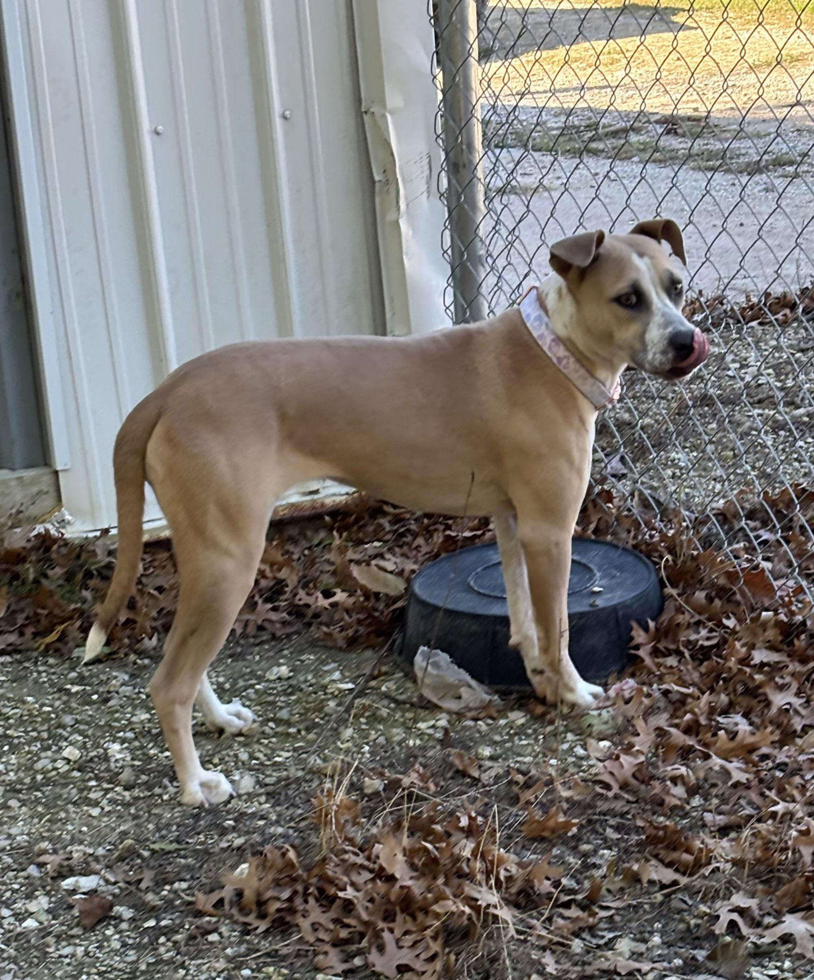 Enlarge Lady, a Adoptable Boxer in Anabel, MO image 2/3