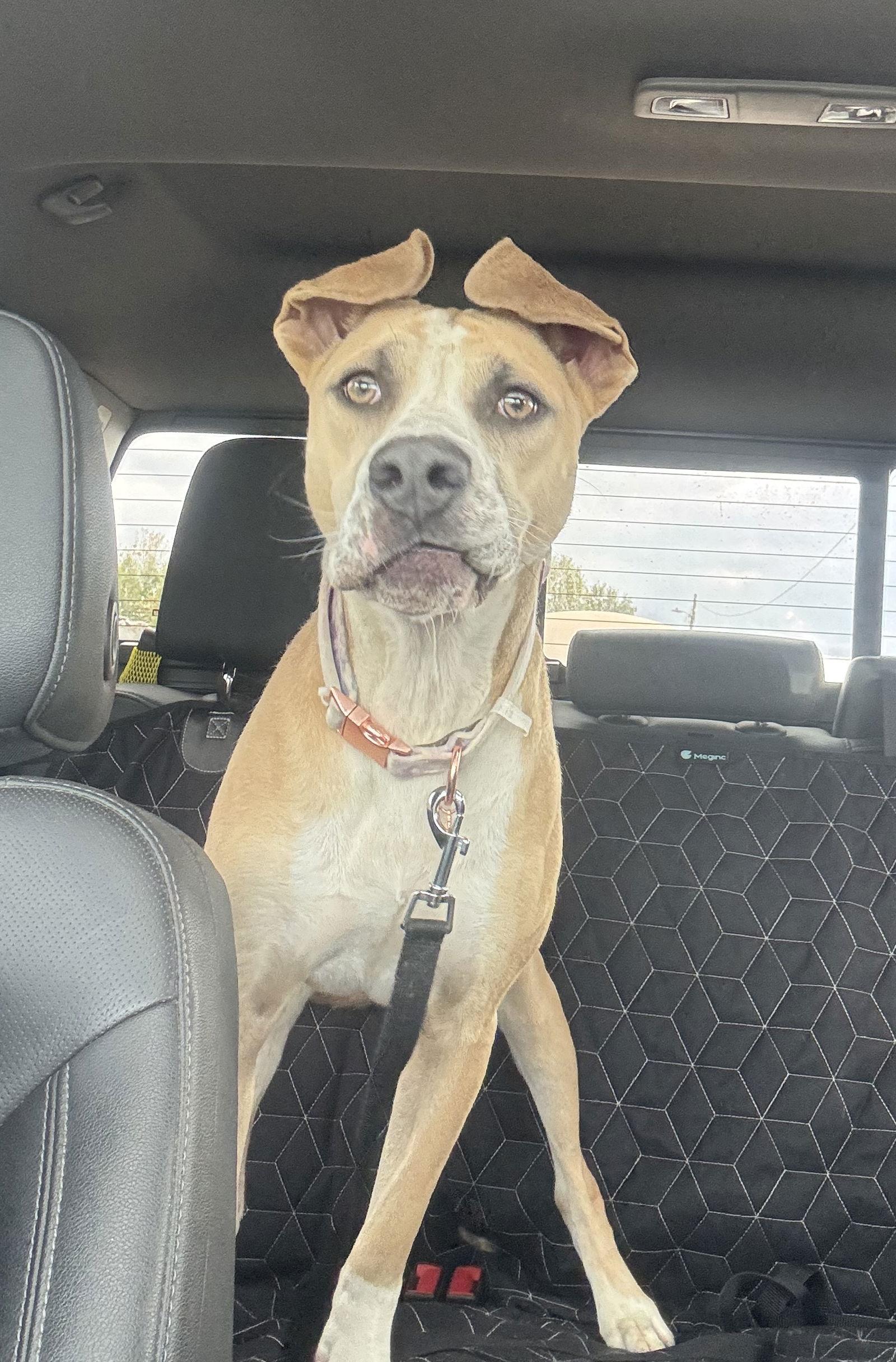 Enlarge Lady, a Adoptable mixed breed in Anabel, MO image 1/5