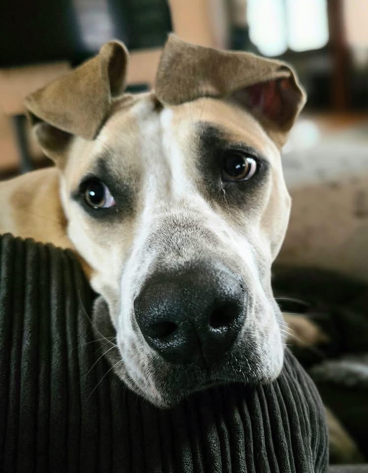 Enlarge Lady, a Adoptable mixed breed in Anabel, MO image 2/5