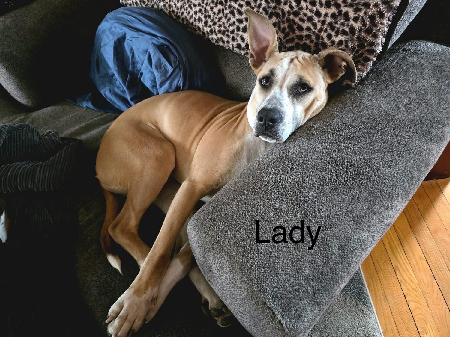 Enlarge Lady, a Adoptable mixed breed in Anabel, MO image 3/5