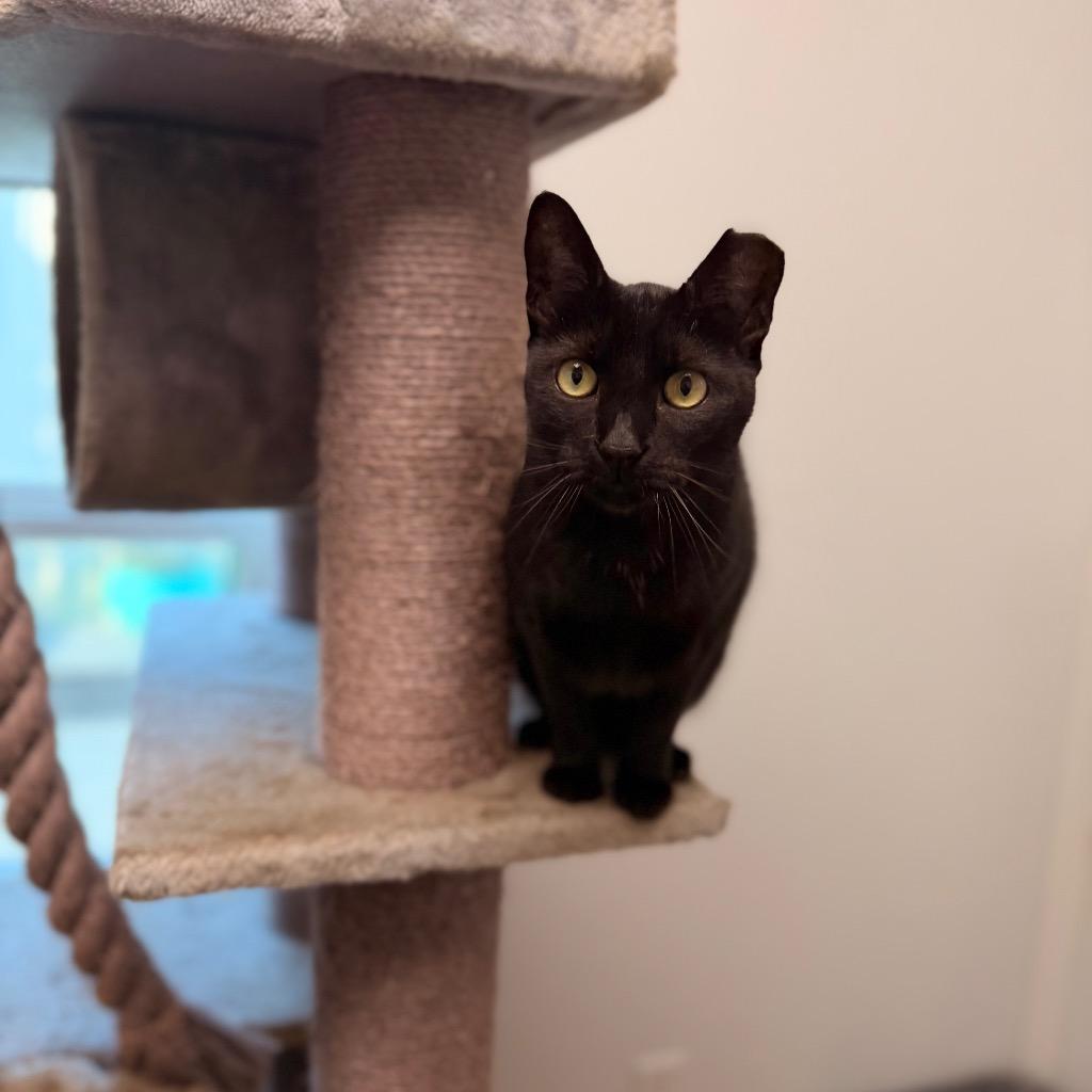 Belladonna, Adoptable, Young Female Domestic Short Hair.