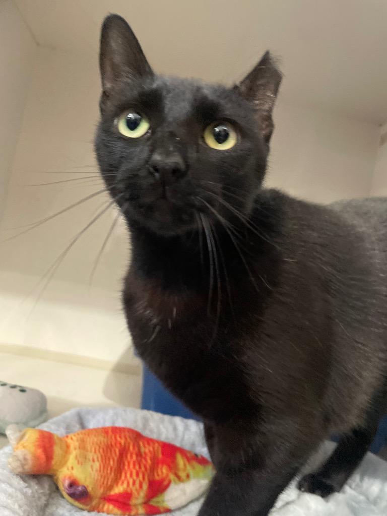 Enlarge Belladonna, a Adoptable mixed breed in Corpus Christi, TX image 2/2