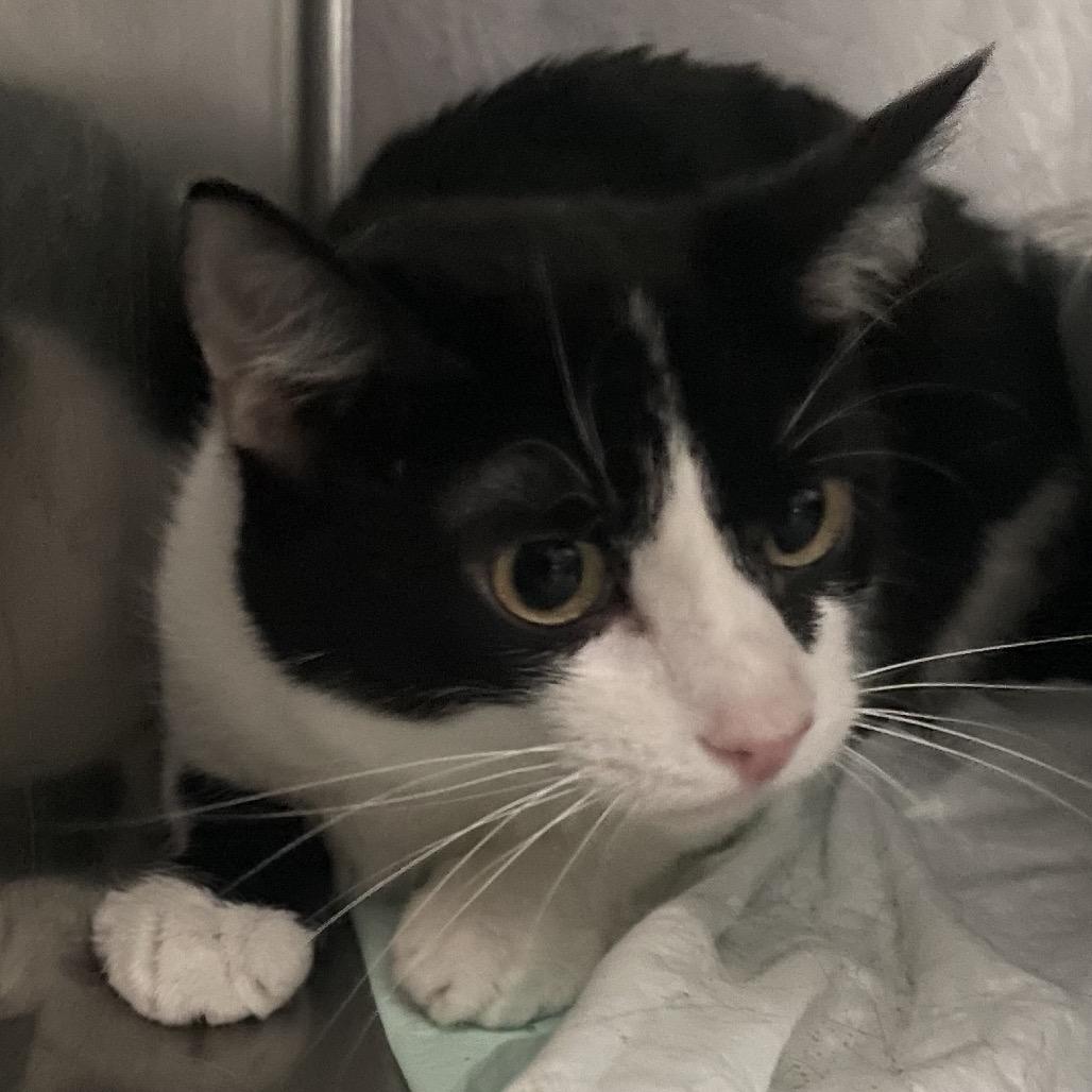 Enlarge Max, a Adoptable Domestic Short Hair in Union, MO image 1/3