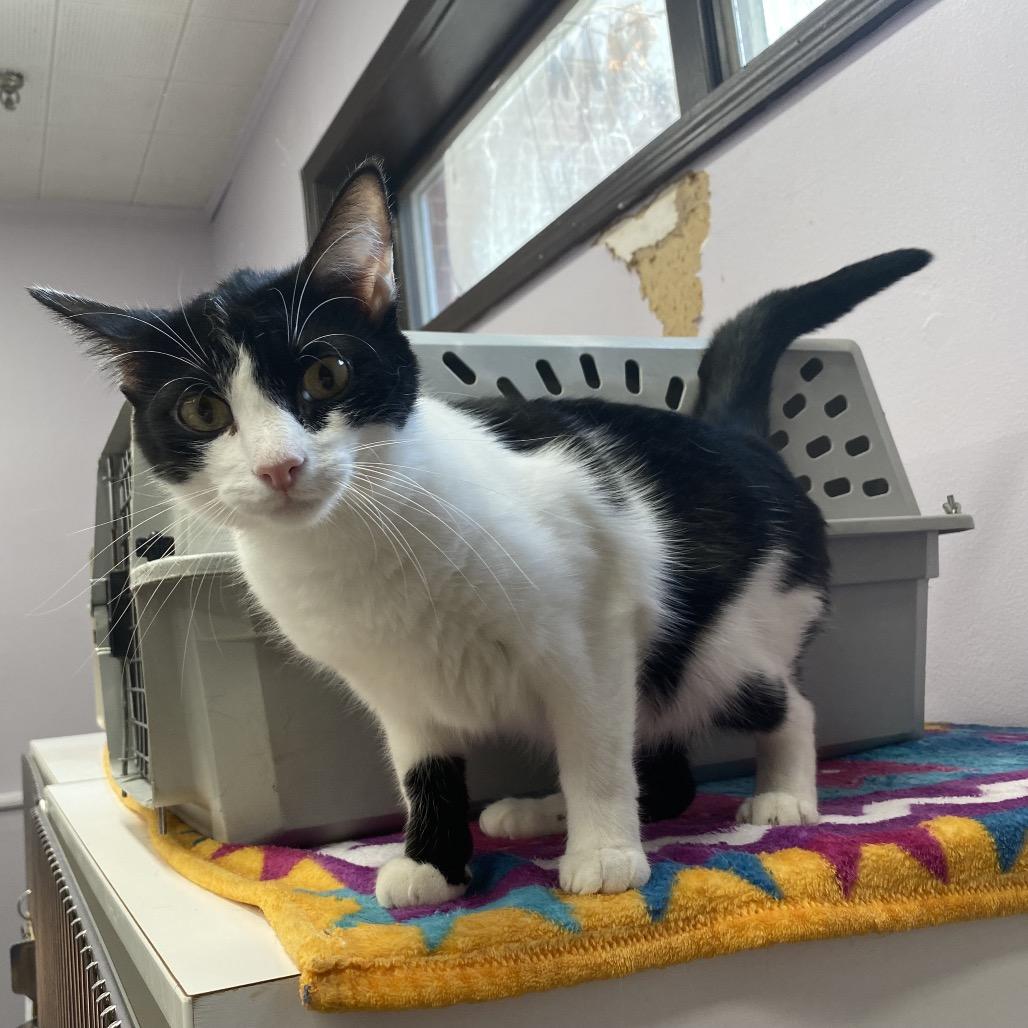 Enlarge Max, a Adoptable Domestic Short Hair in Union, MO image 2/3