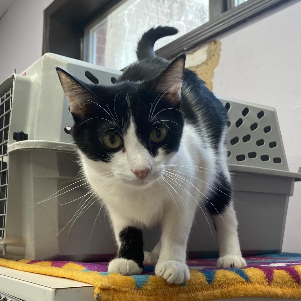 Enlarge Max, a Adoptable Domestic Short Hair in Union, MO image 3/3