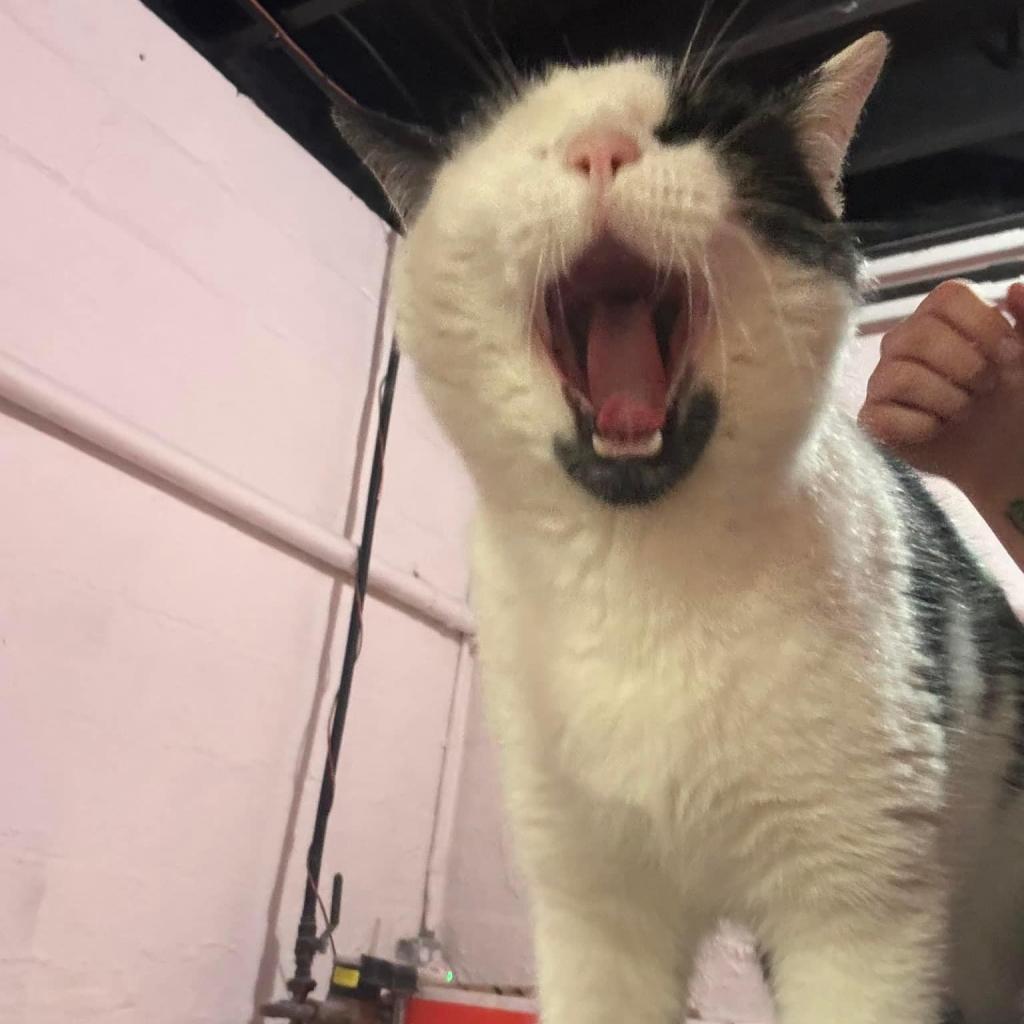 Enlarge Ned, a Adoptable Domestic Short Hair in Ferndale, MI image 1/6