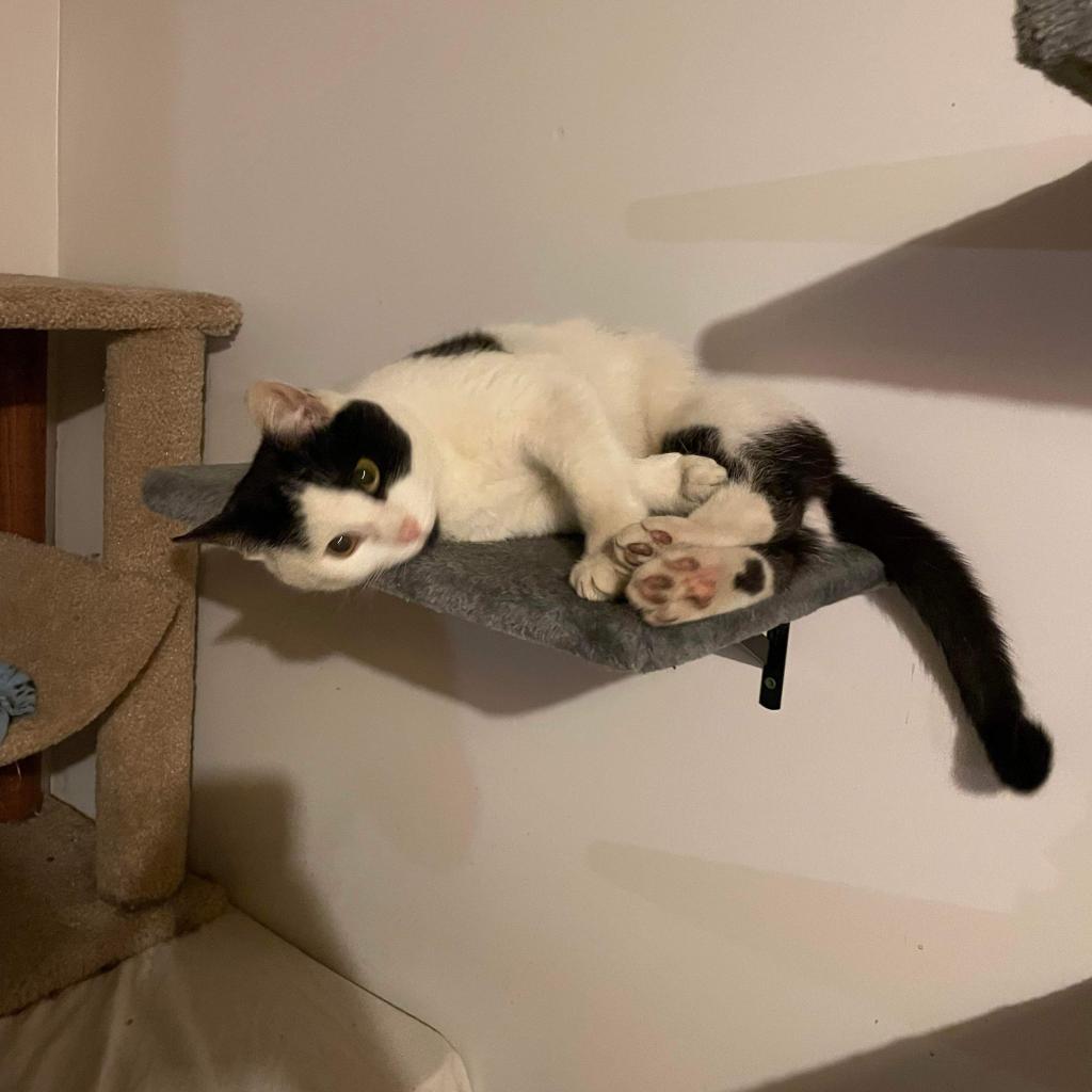 Enlarge Ned, a Adoptable Domestic Short Hair in Ferndale, MI image 2/6