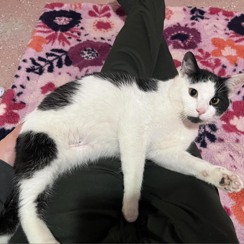 Enlarge Ned, a Adoptable Domestic Short Hair in Ferndale, MI image 3/6