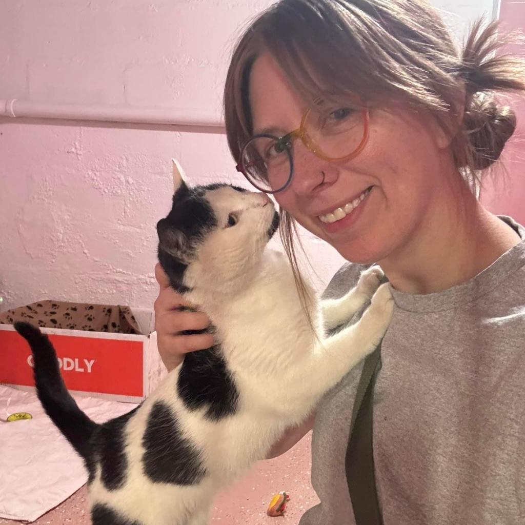 Enlarge Ned, a Adoptable Domestic Short Hair in Ferndale, MI image 4/6