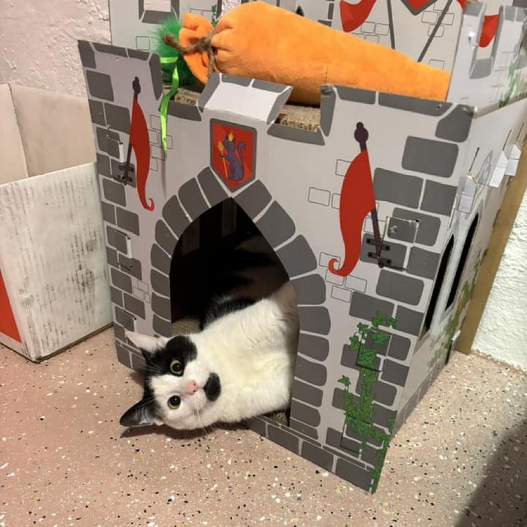 Enlarge Ned, a Adoptable Domestic Short Hair in Ferndale, MI image 5/6