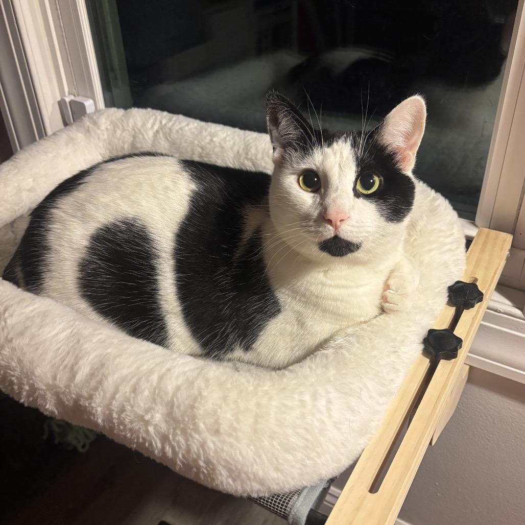 Enlarge Ned, a Adoptable Domestic Short Hair in Ferndale, MI image 6/6