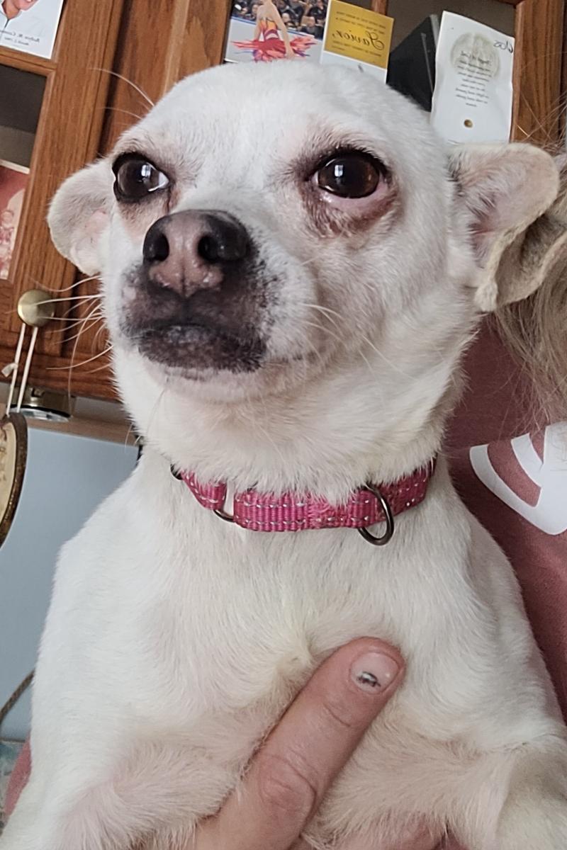 Enlarge Simon ( Please read my description I am in a holistic rescue), a ADOPTABLE Chihuahua in Warren, MI image 1/4
