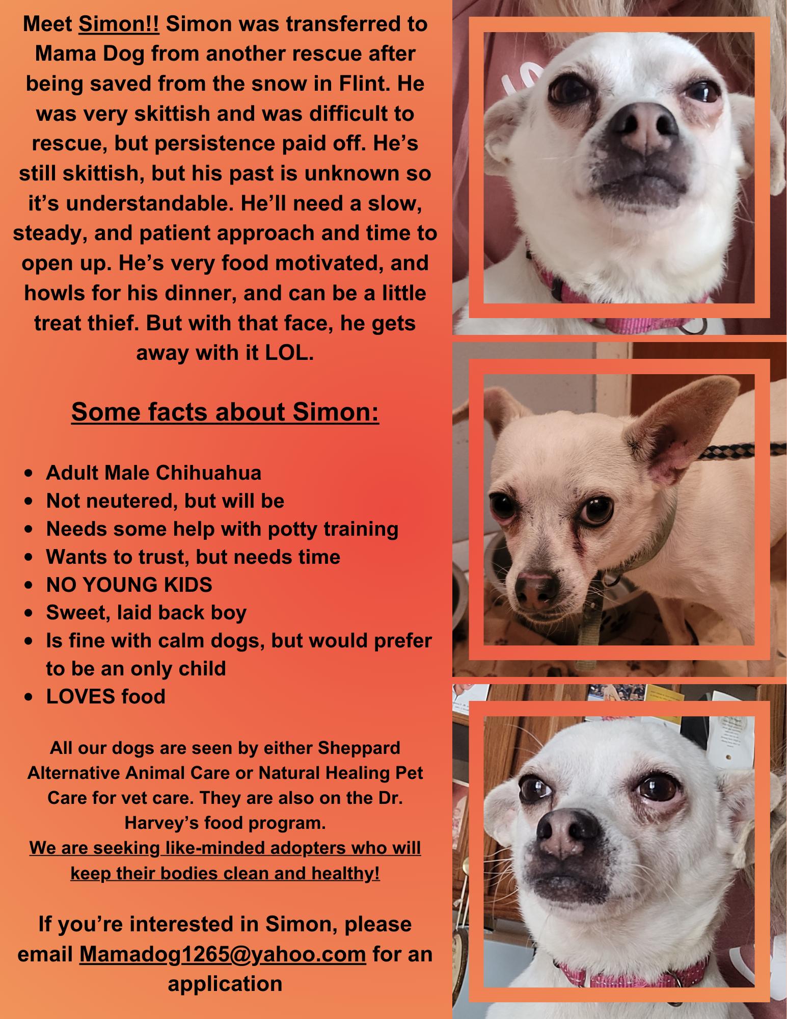 Enlarge Simon ( Please read my description I am in a holistic rescue), a ADOPTABLE Chihuahua in Warren, MI image 2/4